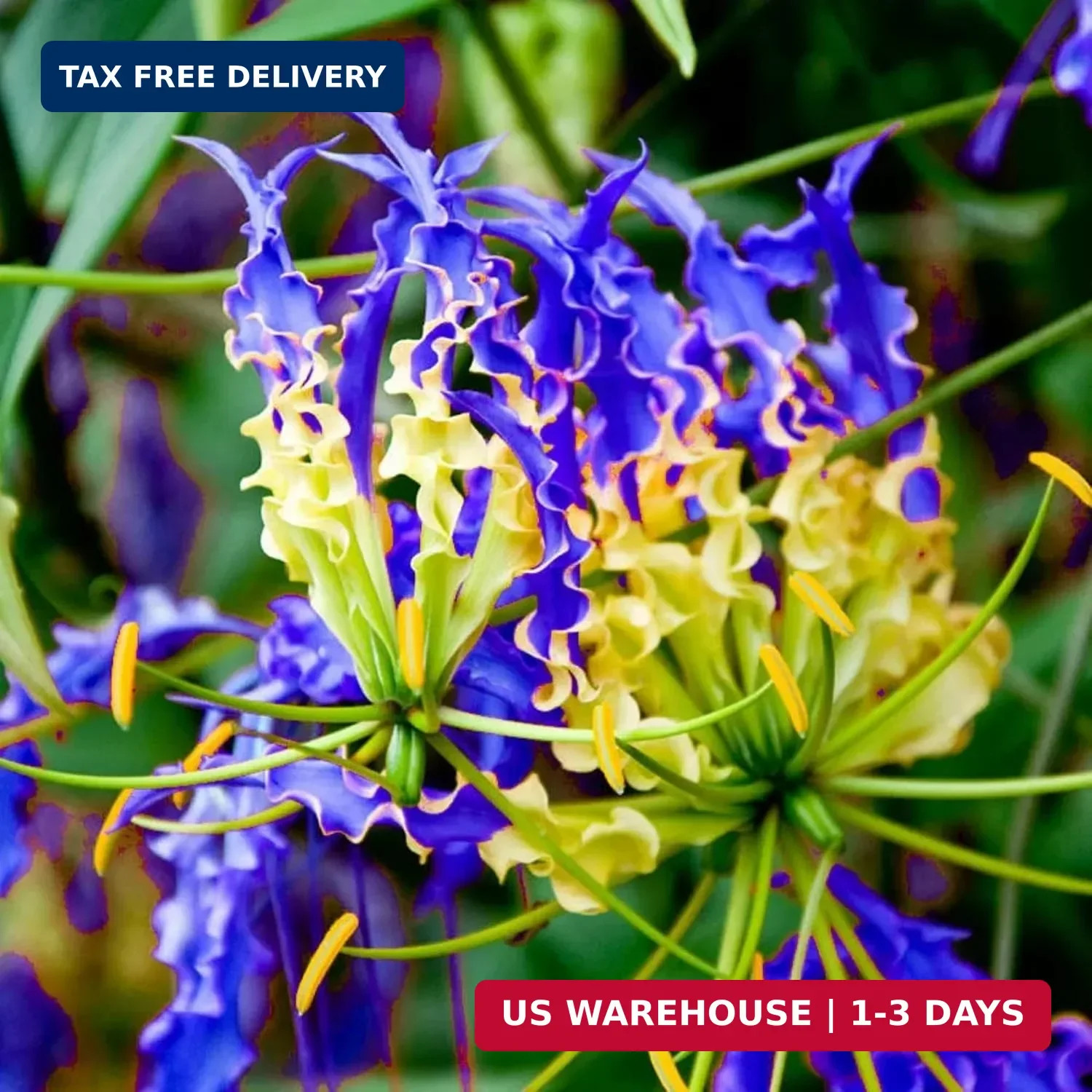 30+ Flame Lily Seeds for Planting – Gloriosa Superba Heirloom Non-GMO Seeds for