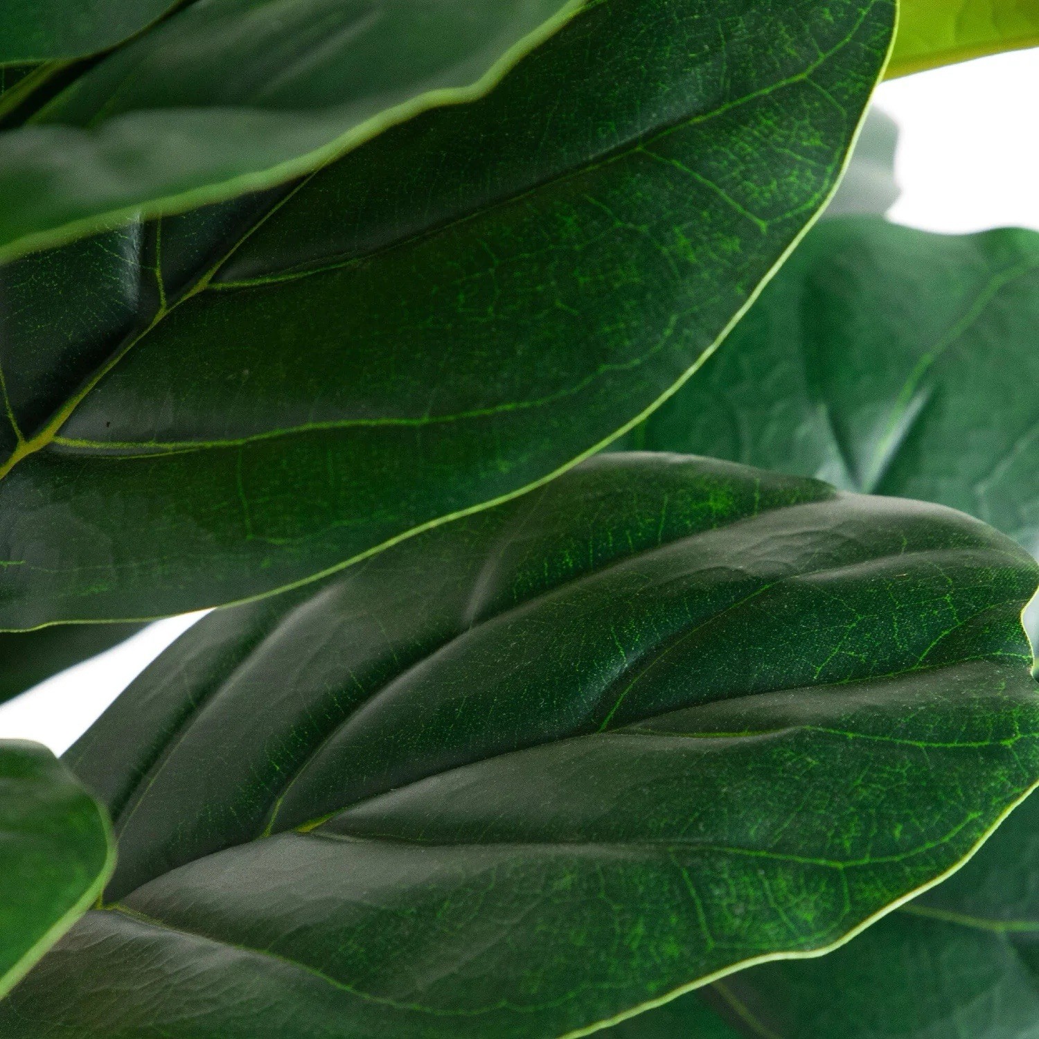6 Ft. Artificial Fiddle Leaf Tree in Decorative White Planter.