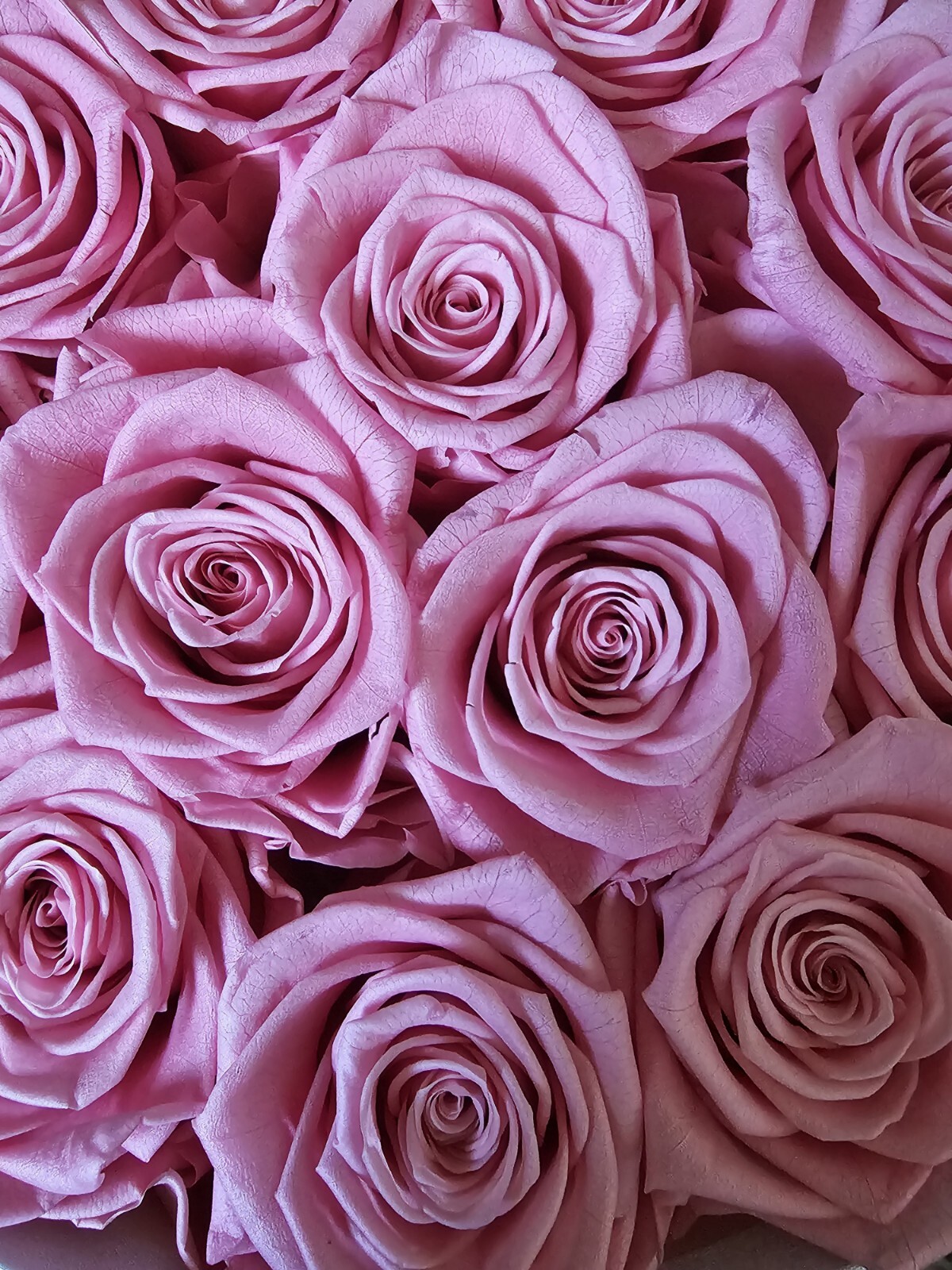 Eterfield Preserved Roses That Last a Year Eternal Rose in a Box Real Rose