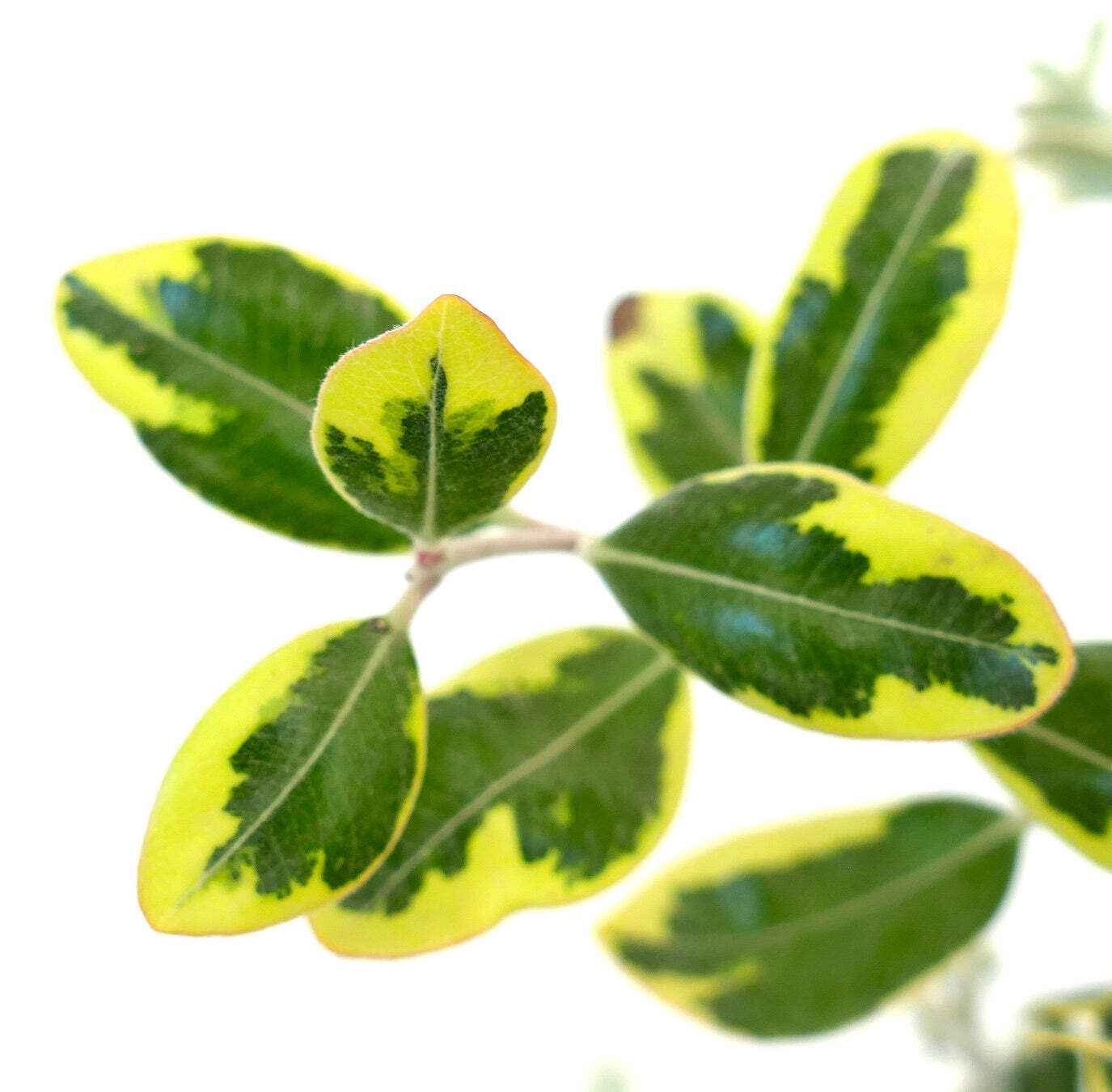 Metrosideros excelsa VARIEGATED 20-55cm | New Zealand Christmas Tree | Pohutukaw