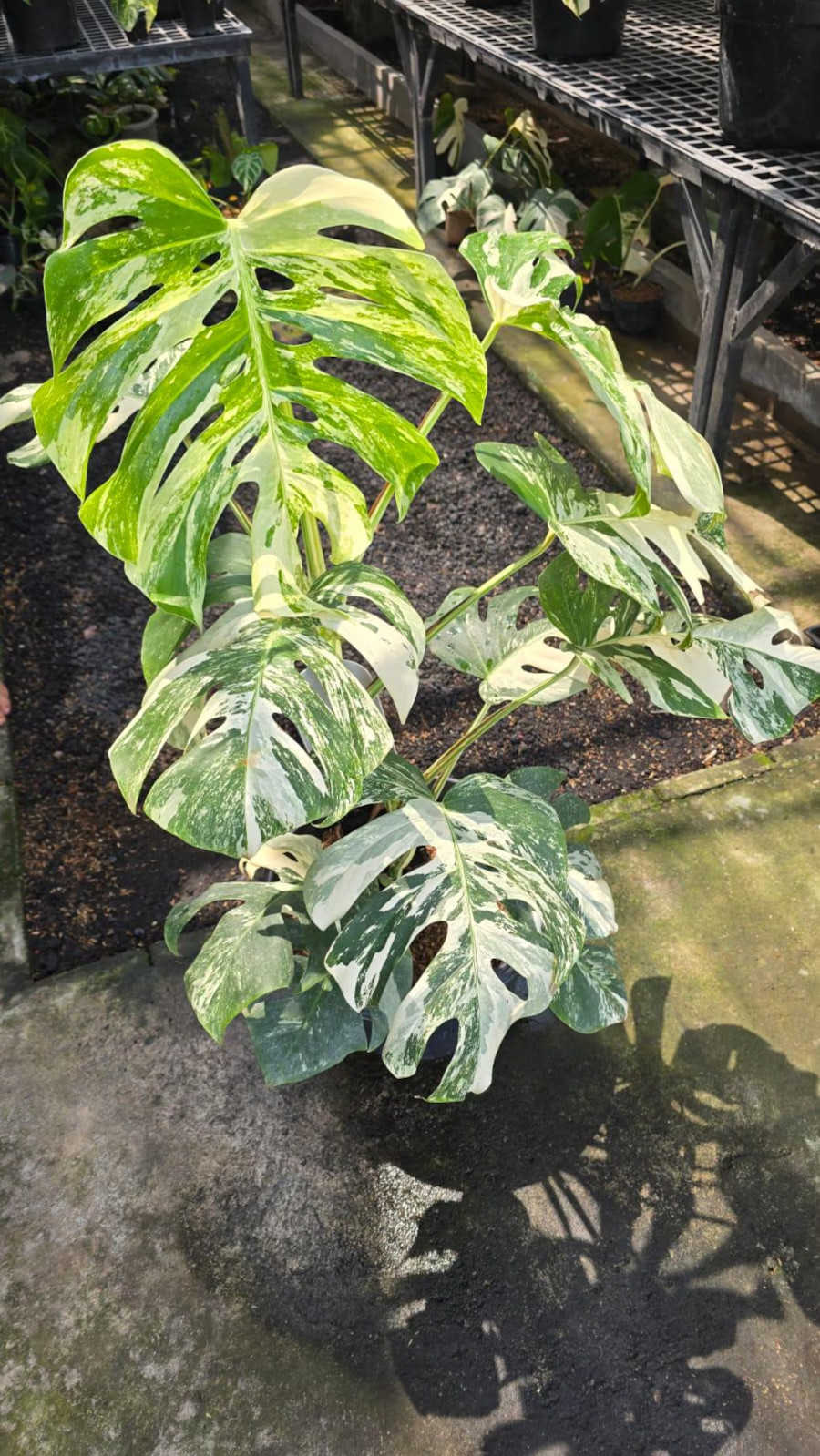 Real Picture Hoya Mitrata Red Leaves