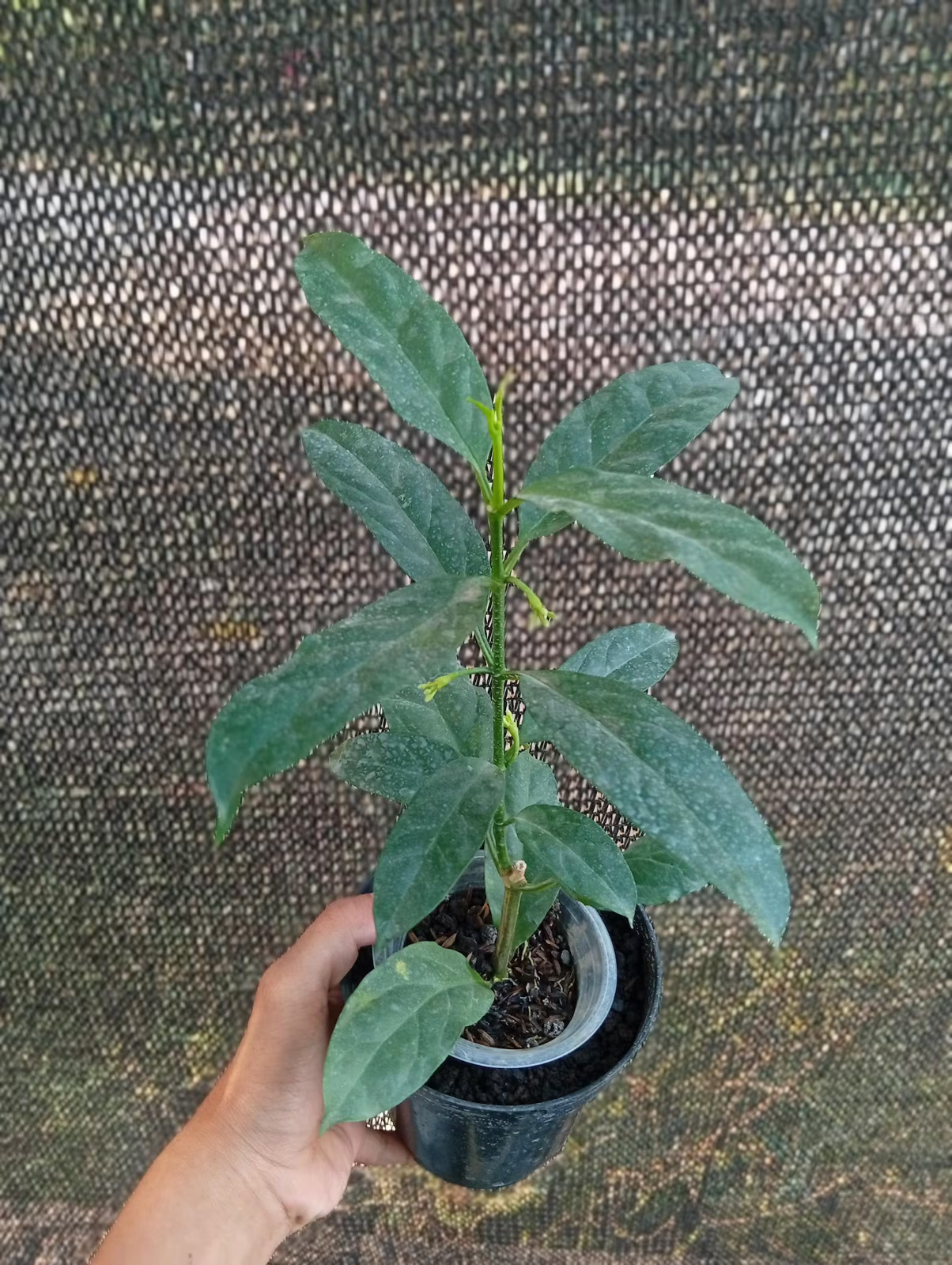 Real Picture Hoya Decipulae Sp Bengkulu