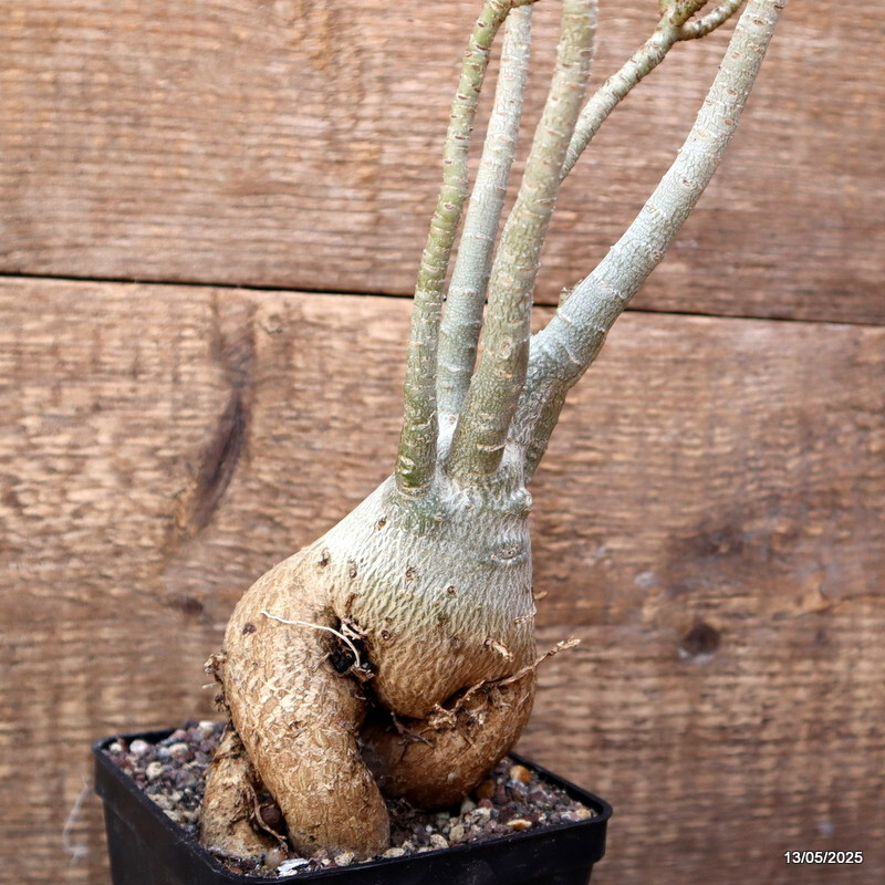 D4083 ADENIUM OBESUM pot10-H37-W11 cm MaMa Cactus