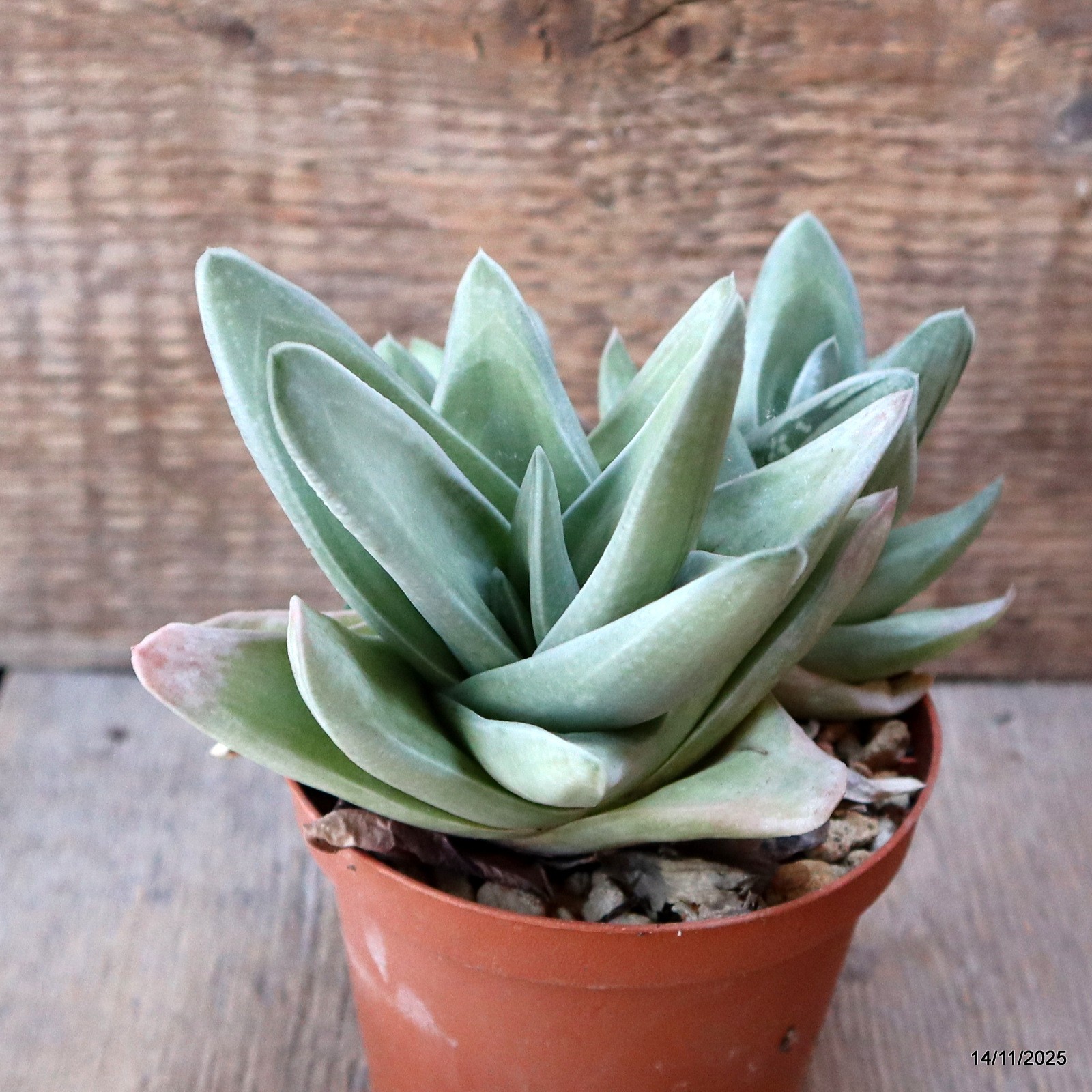 D7374 GASTERIA GREEN ICE pot10-H13-W15 cm MaMa Cactus