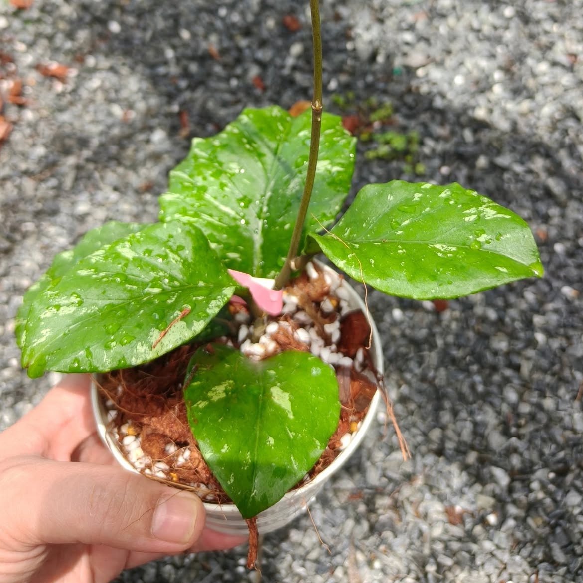 Hoya Sp Aceh Manohara Rare Tropical Wax Plant