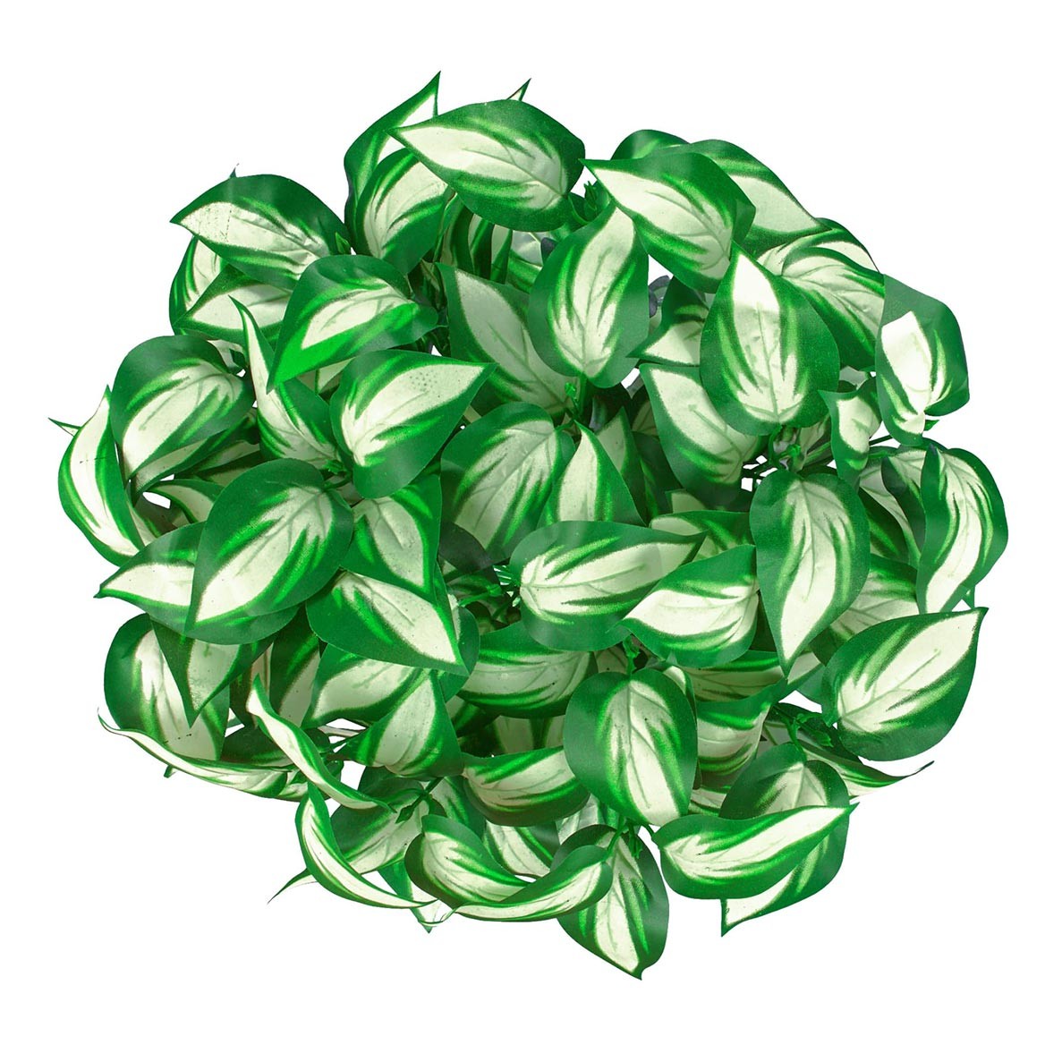 Set of 3 Hosta Bushes