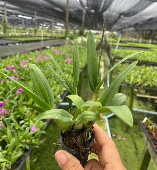 3 bunch AIR ORCHIDS , Mini Dendrobium , Mini Yaya,flowering