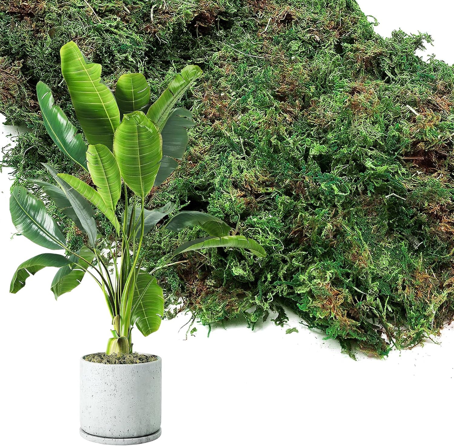 35Oz Jumbo Pack Natural Green Moss for Plants Indoor – Bulk Dried Forest Real Mo