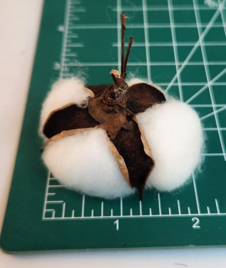 Faux Cotton Pods Dried Natural Husks Craft Supply Pack Of 12 For Wreaths & Flora