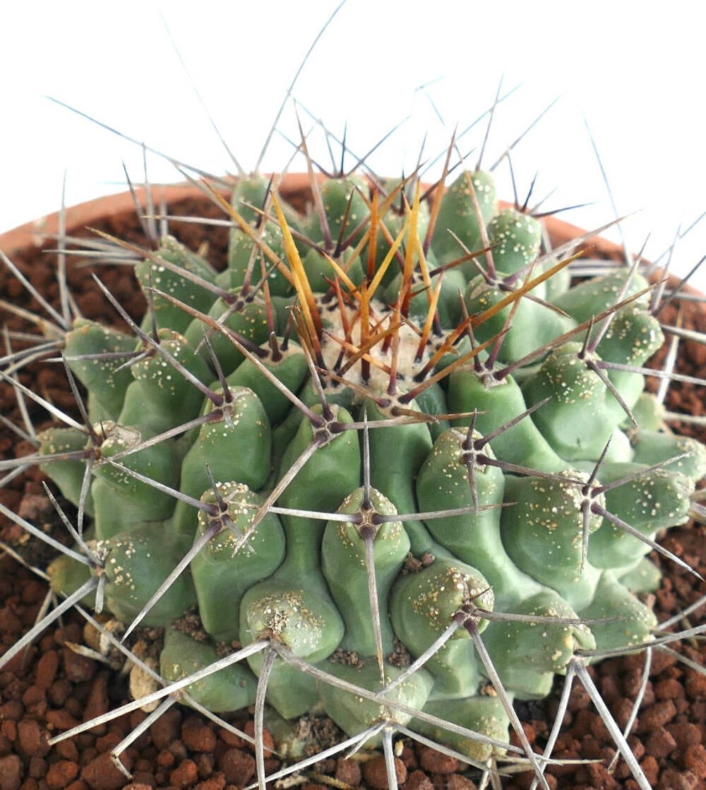 Thelocactus rinconensis SELECTED SPECIMEN – Rincon cactus | Thelocactus