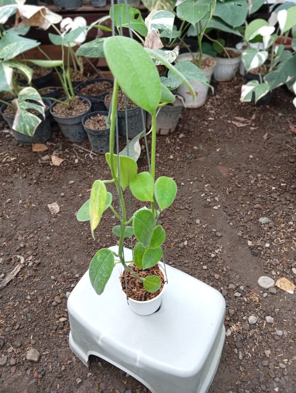 Real Picture Hoya Gigas Lush Leaves Rare Plant