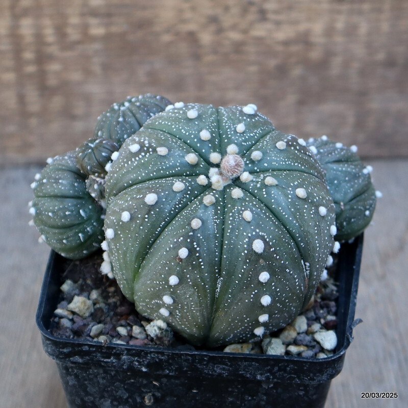 A4480 ASTROPHYTUM SUPERKABUTO PROLIFERO pot9-H8-W11 cm MaMa Cactus