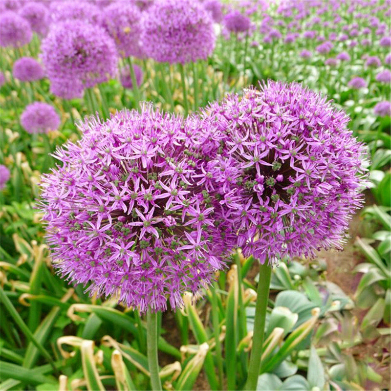 100pcs purple giant Allium giganteum flower seeds garden plant decor