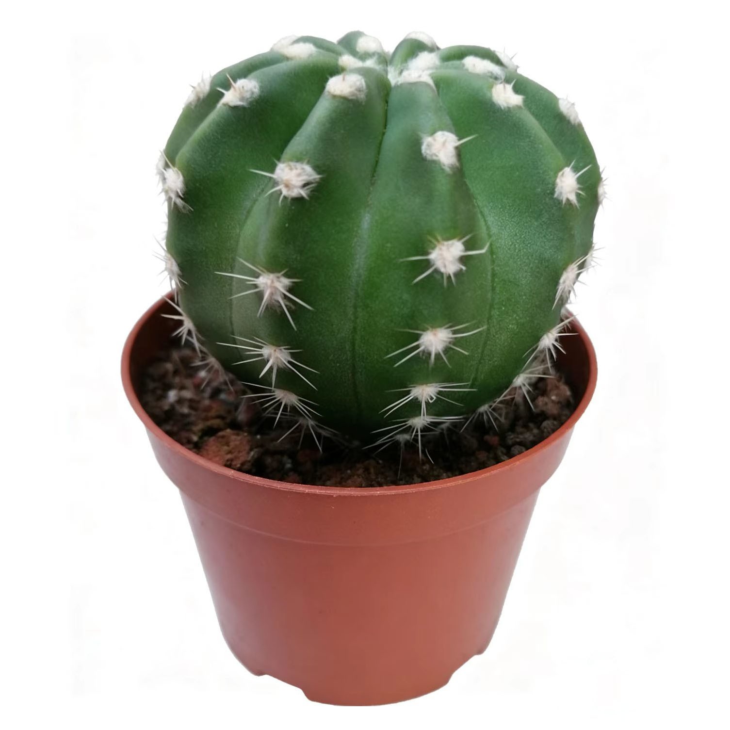 Echinopsis oxygona (Short Hair Ball Cactus) – Live Potted Plant