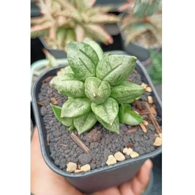 Sansevieria Hybrid Pyramid Rare Plant