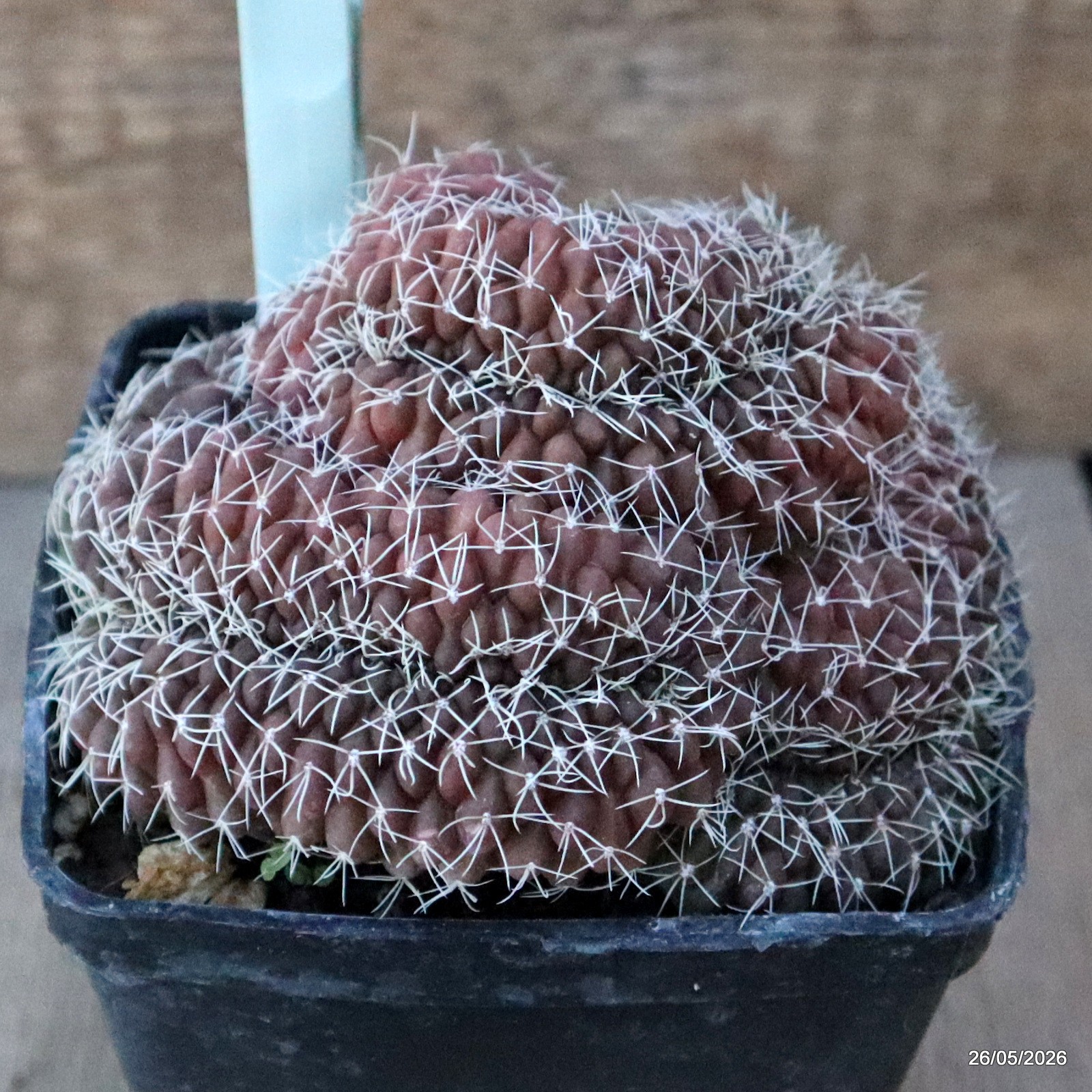 D5667 GYMNOCALYCIUM BALDIANUM CRESTED pot10-H8-W11,5 cm MaMa Cactus