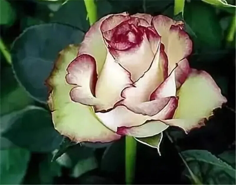 10 RARE ROSE SEEDS perennial flower garden bush plant tea USA SELLER W/TRACK