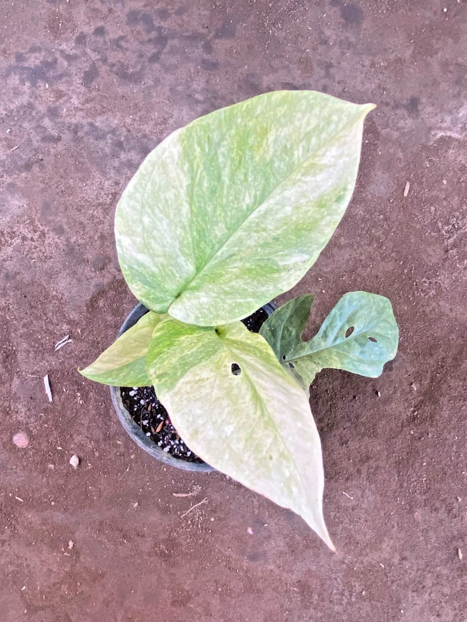 Amydrium Medium Mint lime, Rare Variegated, Real Picture, Aroid Houseplant