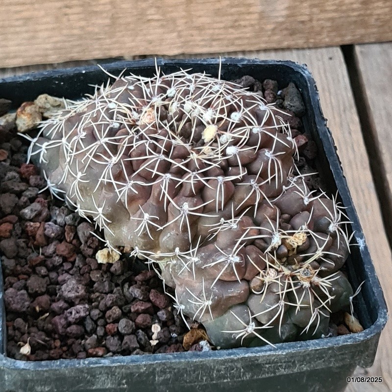 D5680 GYMNOCALYCIUM BALDIANUM CRESTED pot10-H5-W11 cm MaMa Cactus
