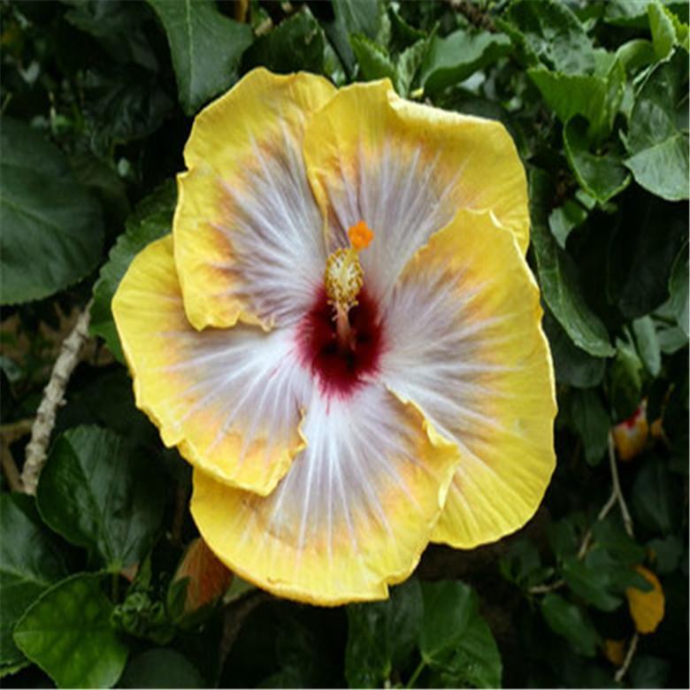 (10) HIBISCUS SEEDS perennial flower garden bed bush plant USA SELLER W/TRACK