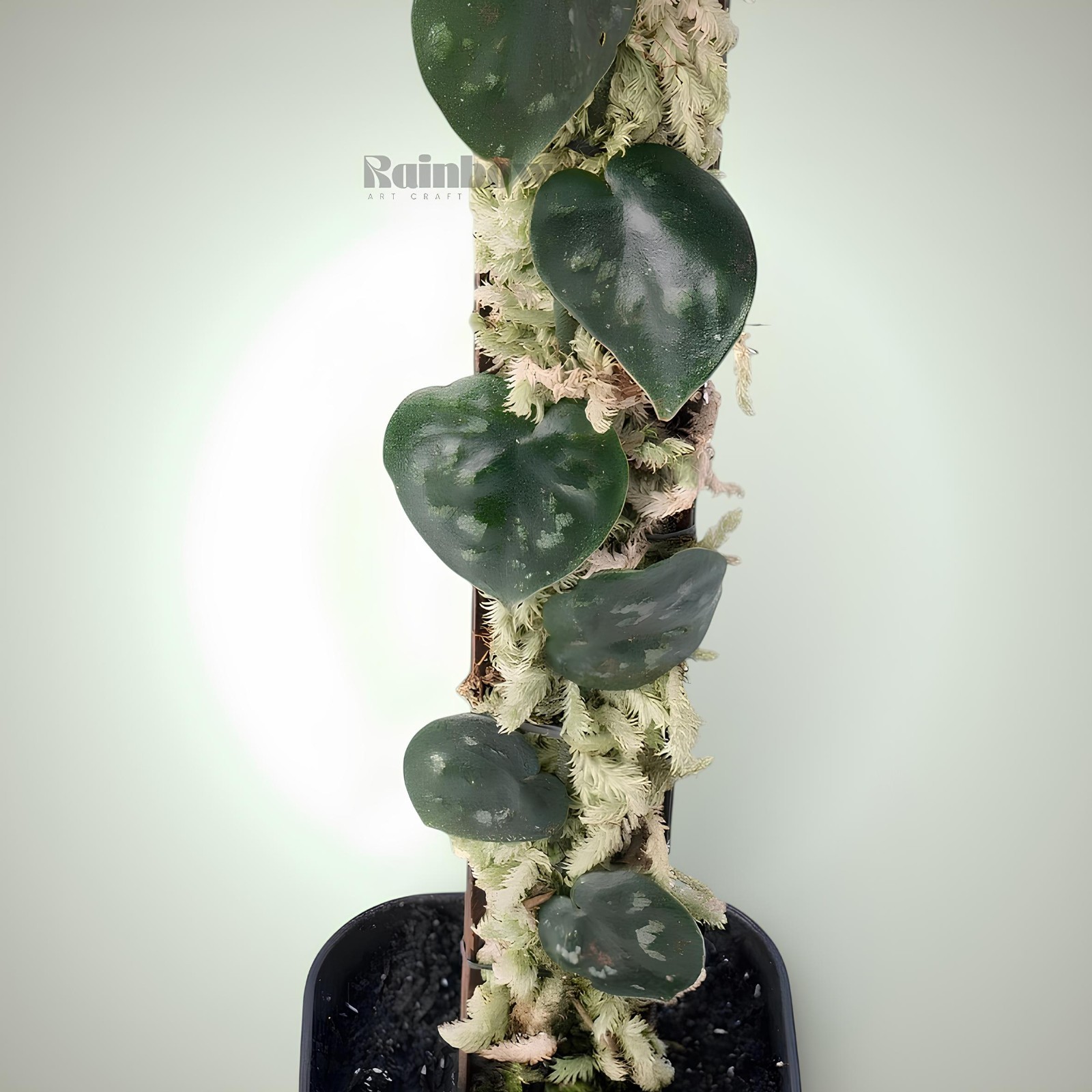 Scindapsus Black Mamba Jungle Plant