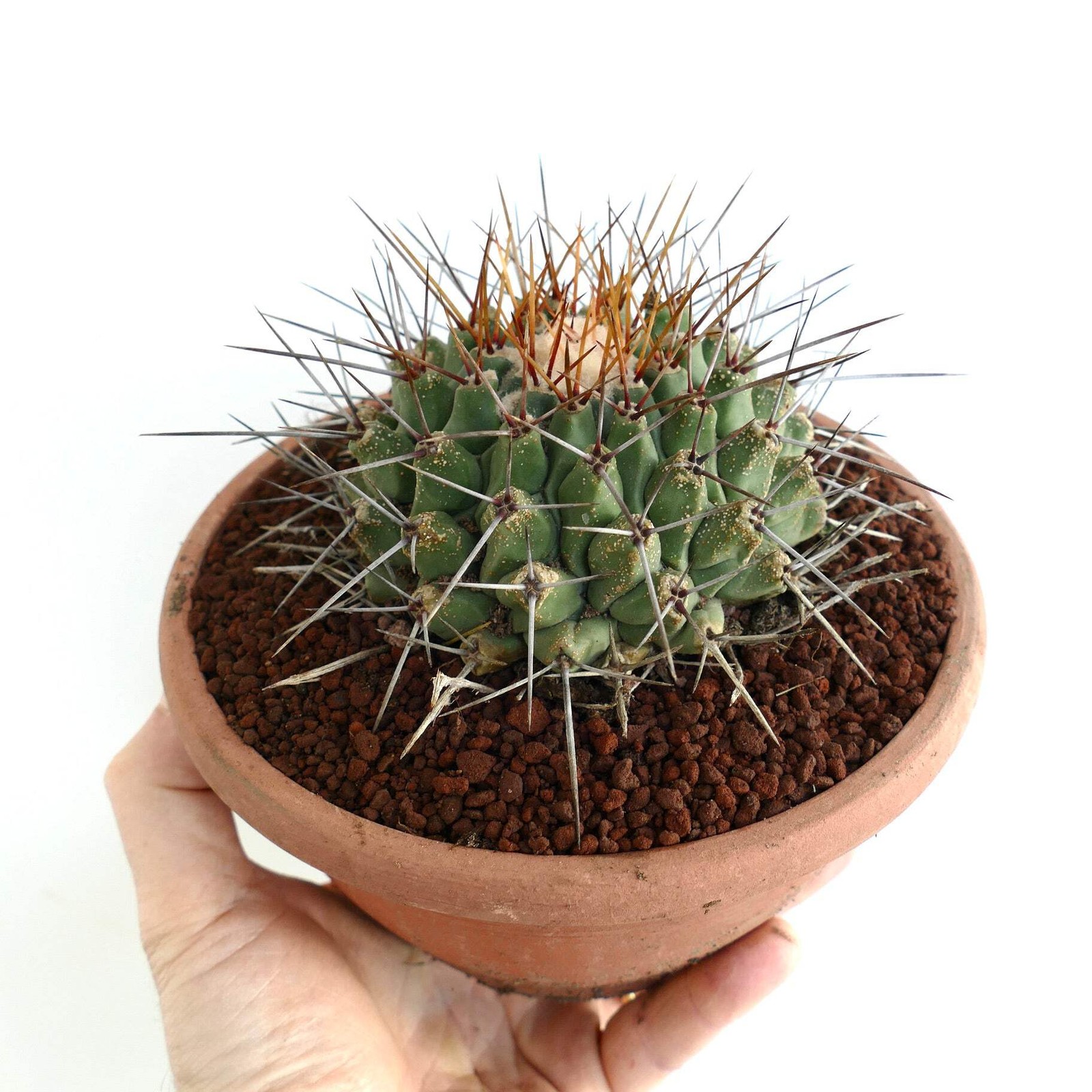 Thelocactus rinconensis SUPER LONG SPINES – Rincon cactus | Globe cactus