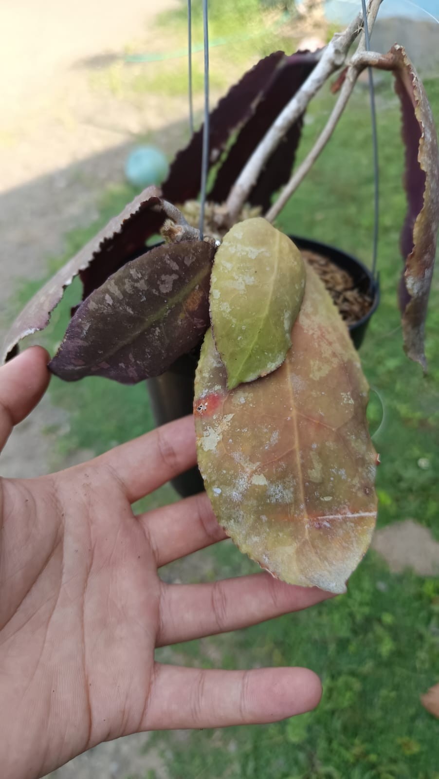 Real Picture Hoya Undulata Red Sp Borneo Rare Wax Plant