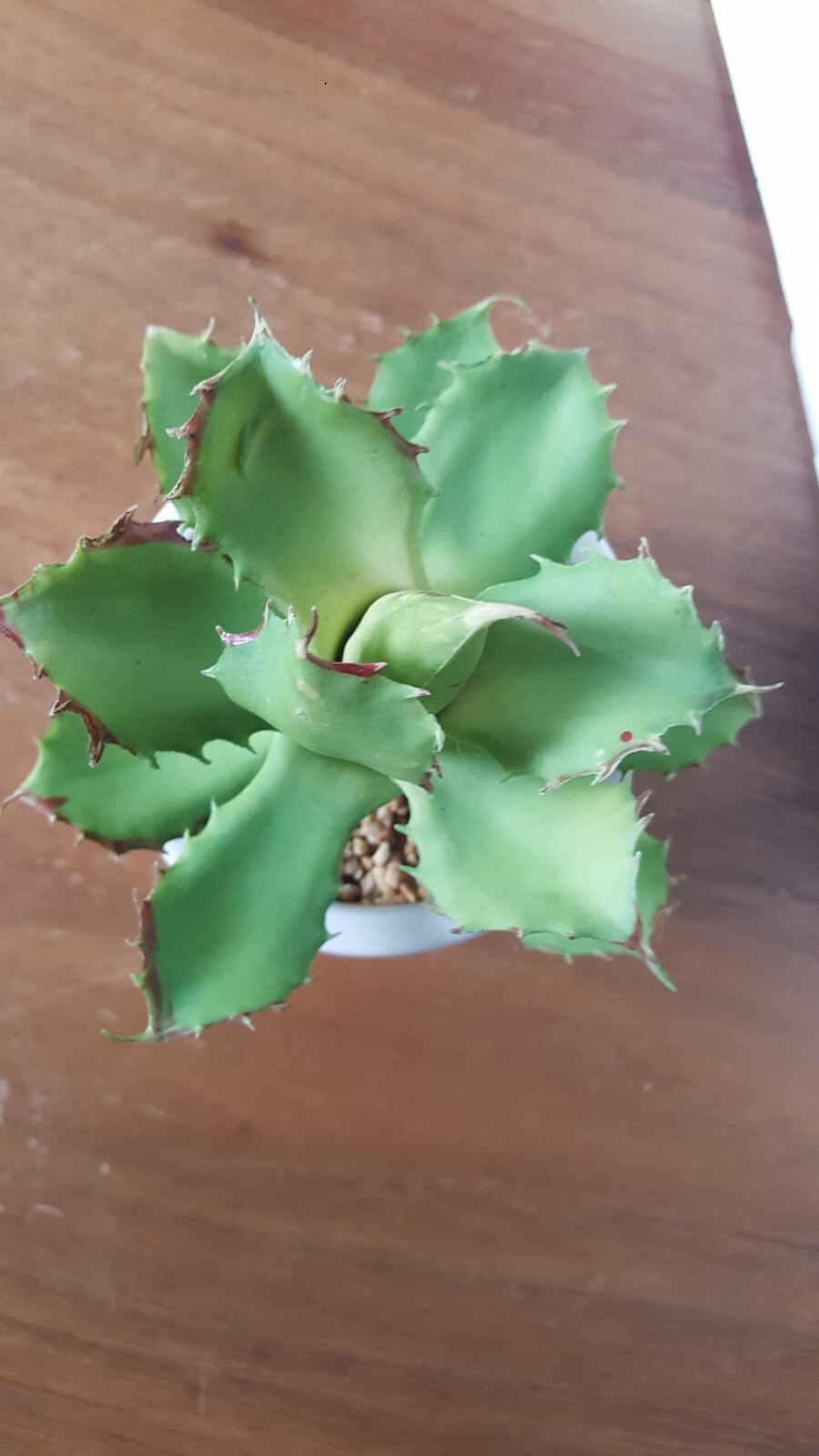 Artificial Succulant Potted Matte White Cylinder Pottery Planter