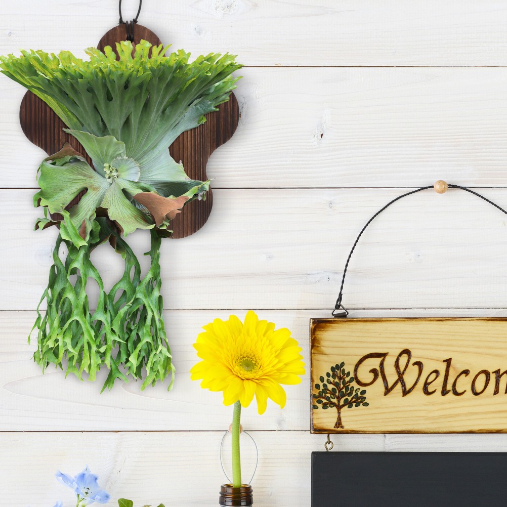 Home Wall Plant Holder Brown Wooden Mounting Board for Vertical Plant Display