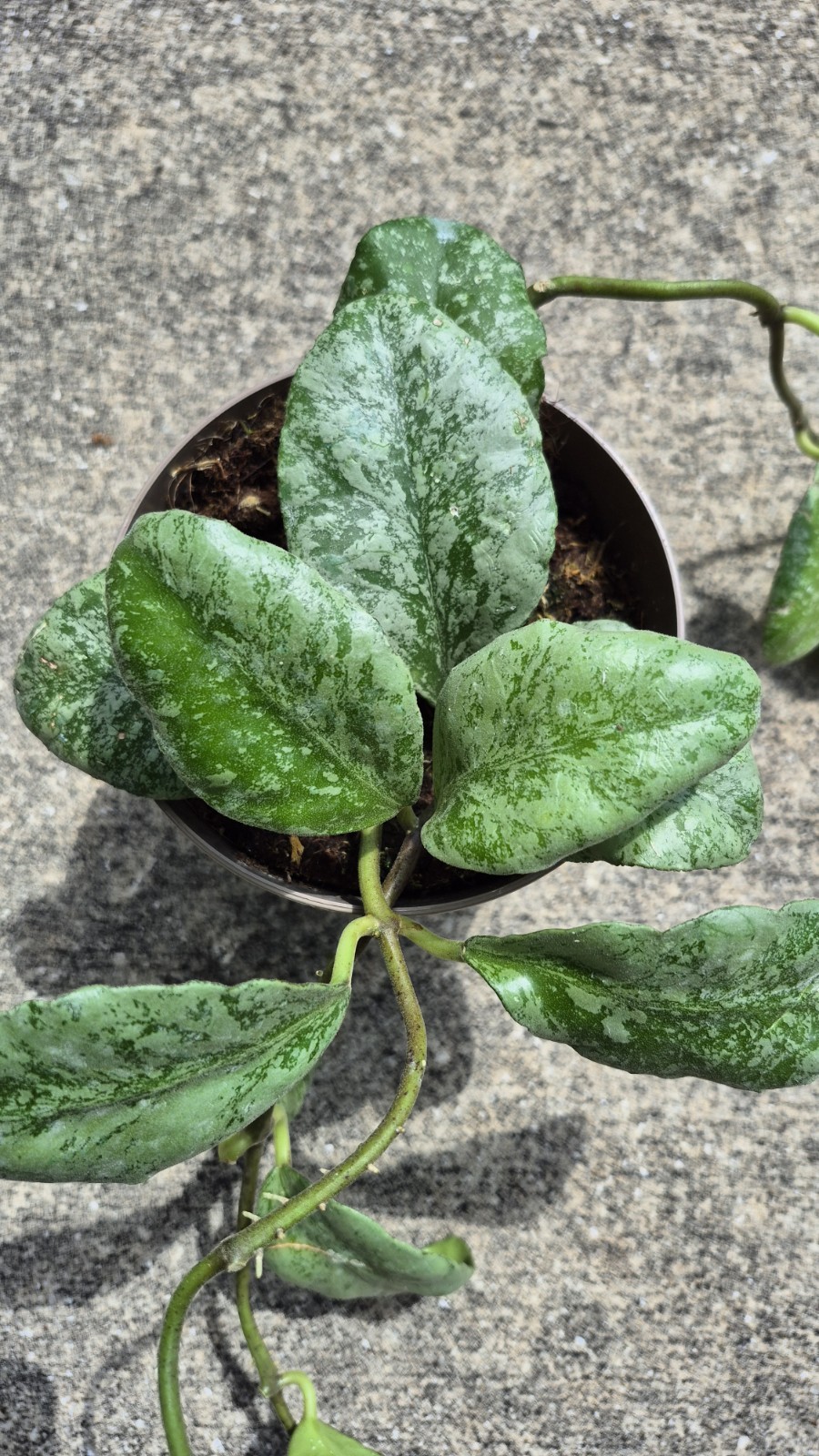 Hoya Waymaniae Cloudy Sky Jungle Plant
