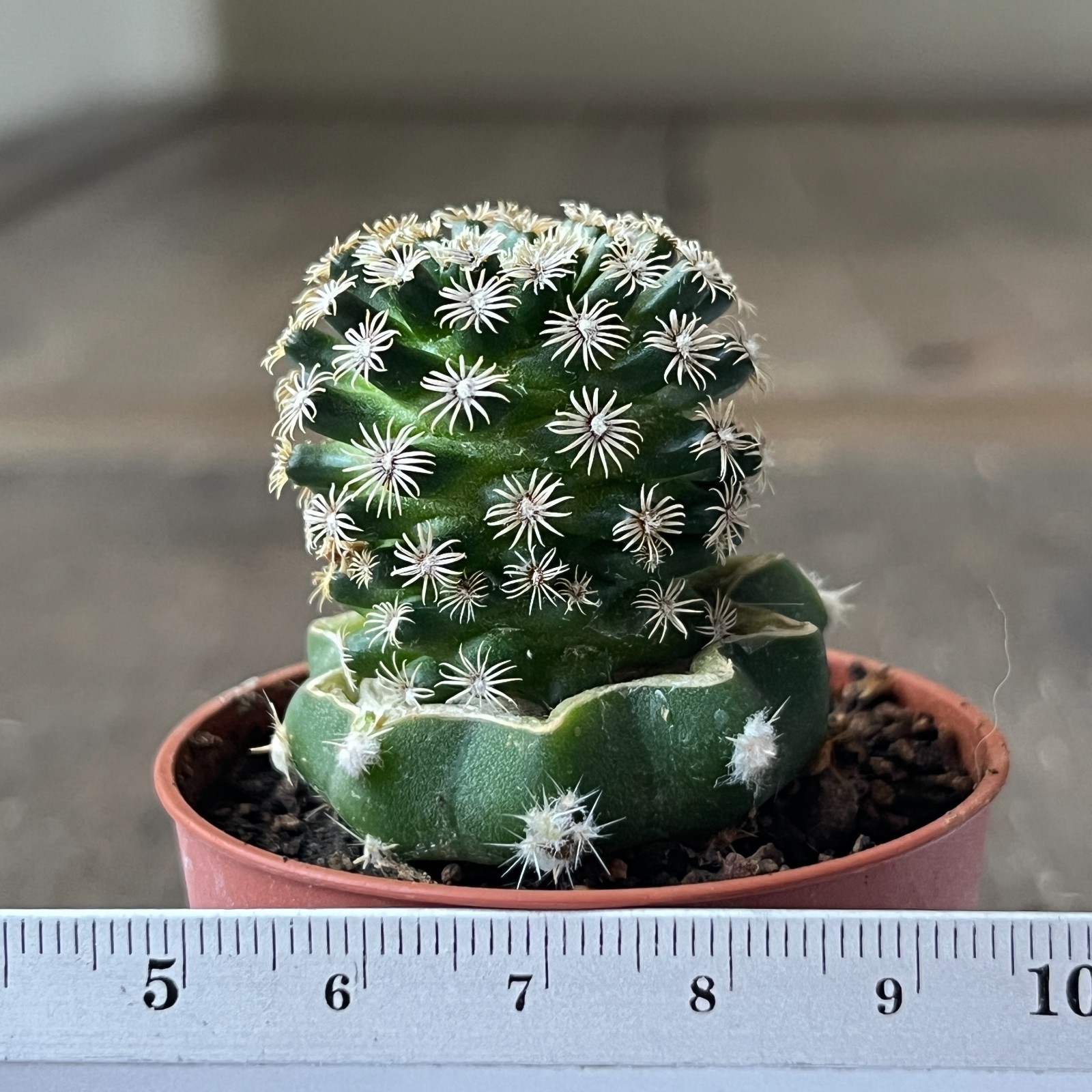 A50-172 Mammillaria hernandezii, grafted