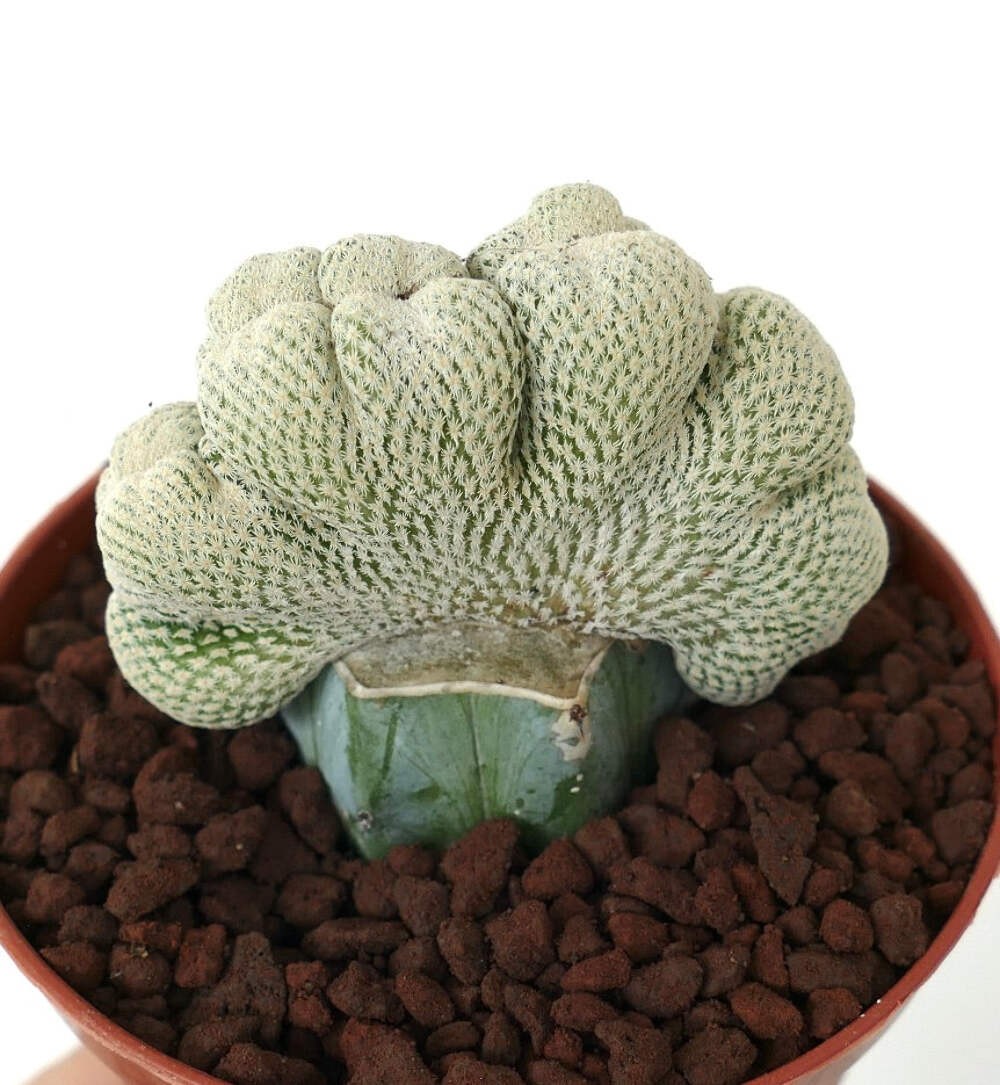 Epithelantha micromeris LARGE SIZE CRESTED – Button cactus | Ping pong ball cact