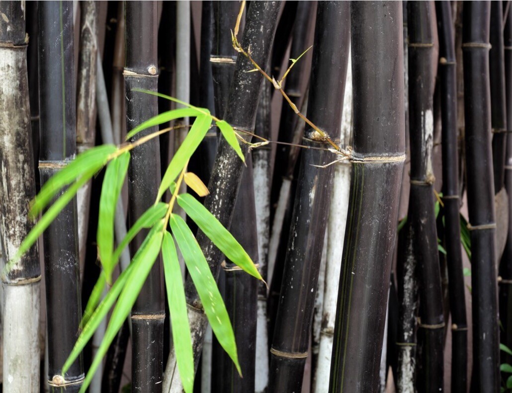 100 BLACK Bamboo Seeds – Phyllostachys nigra – Hardy Rare Plant
