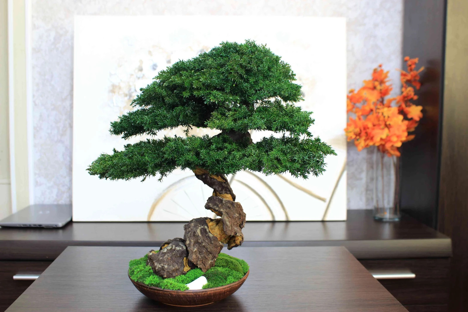 Exclusive Preserved Juniper Bonsai – Interior Art Sculpture. 40 cm / 15.75″