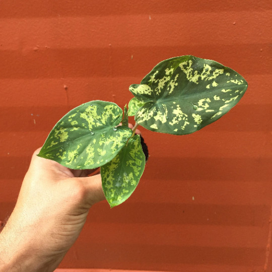 Alocasia Hilo Beauty Elephant Ears Plug | Caladium Indoor & Outdoor House Plant