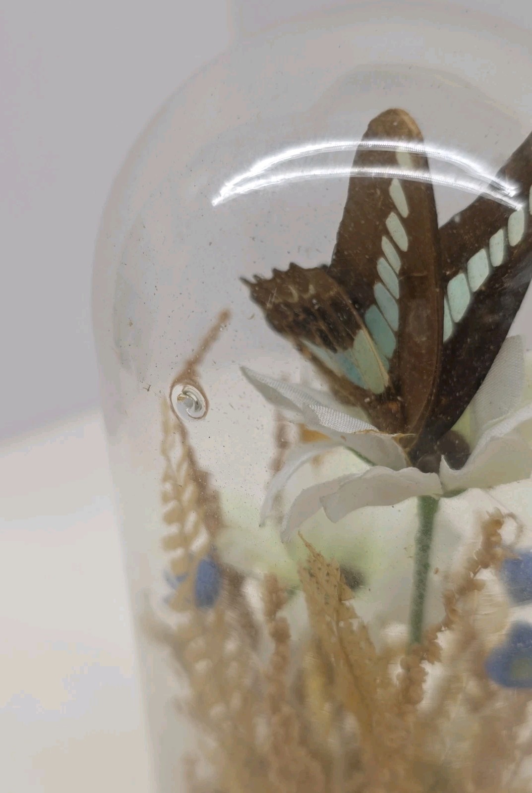 Vintage Real Butterfly & Daisy Flowers Under Glass Dome Wood Base Taiwan 7.5″