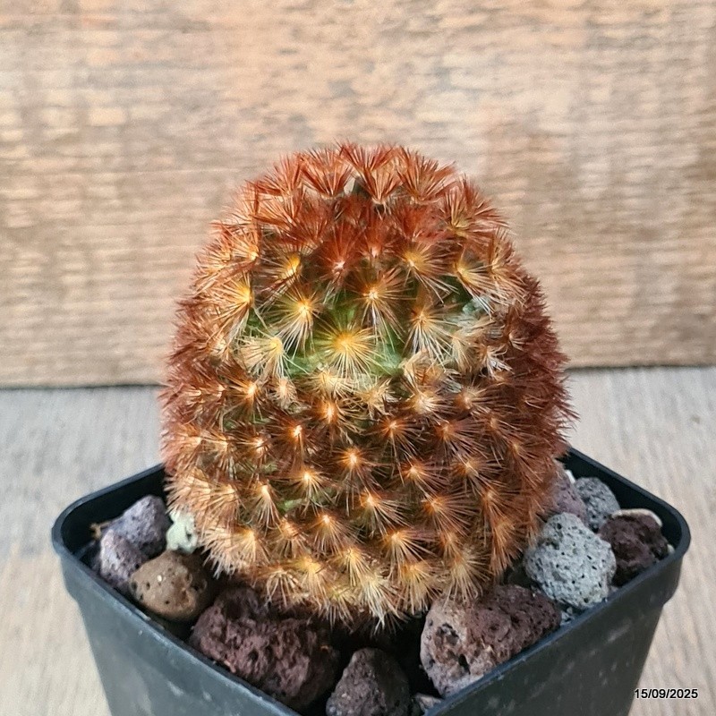 D6421 MAMMILLARIA CARMENAE pot8-H9-W7 cm MaMa Cactus