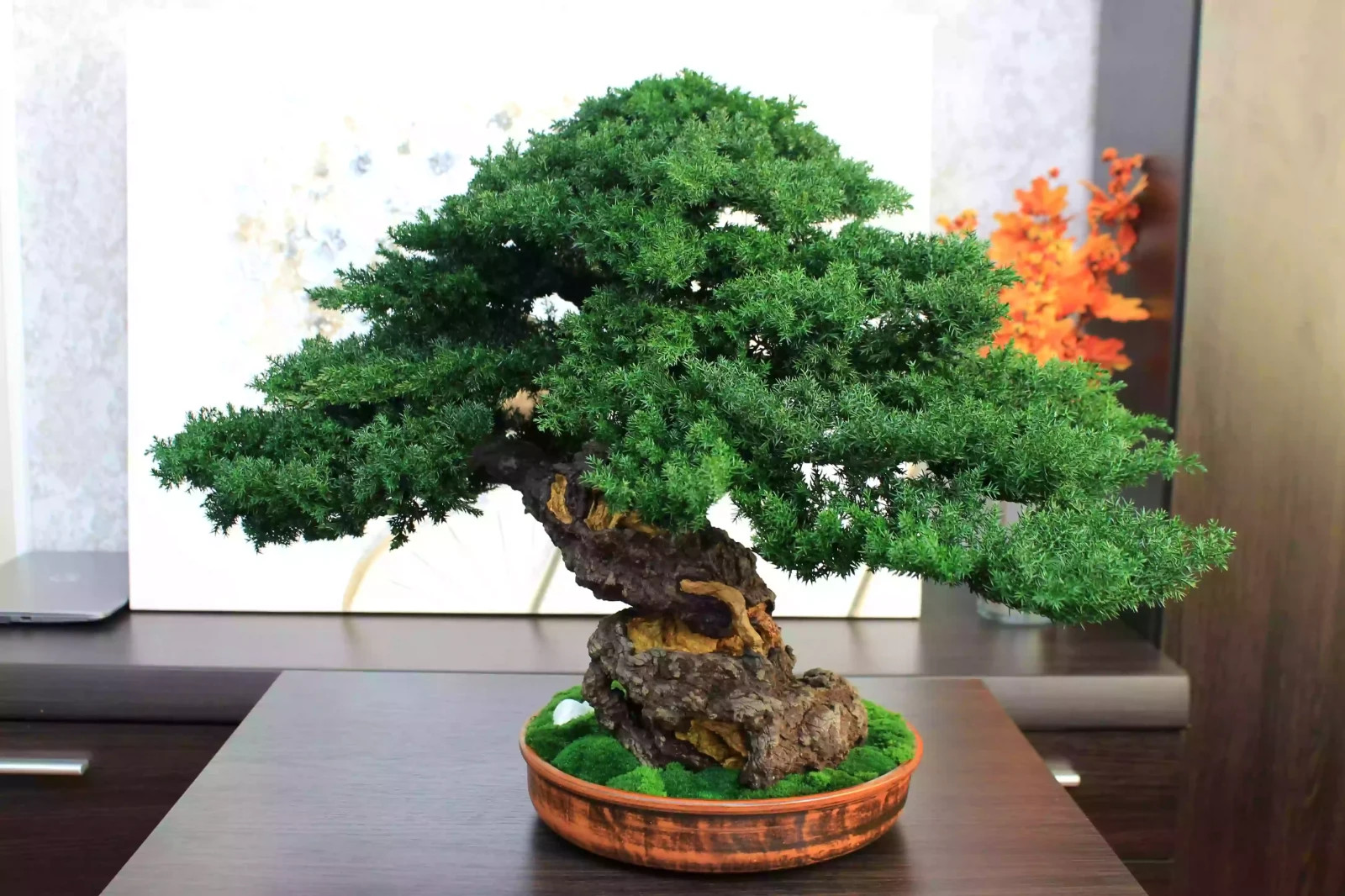 Luxury Preserved Bonsai Tree – Handmade Juniper Zen Sculpture. 49 cm / 19.29″