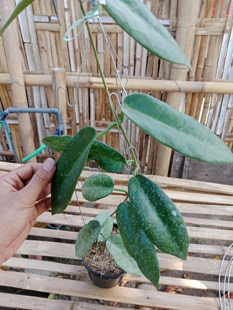 Hoya Stenakei Dark – Collector Hoya Papua