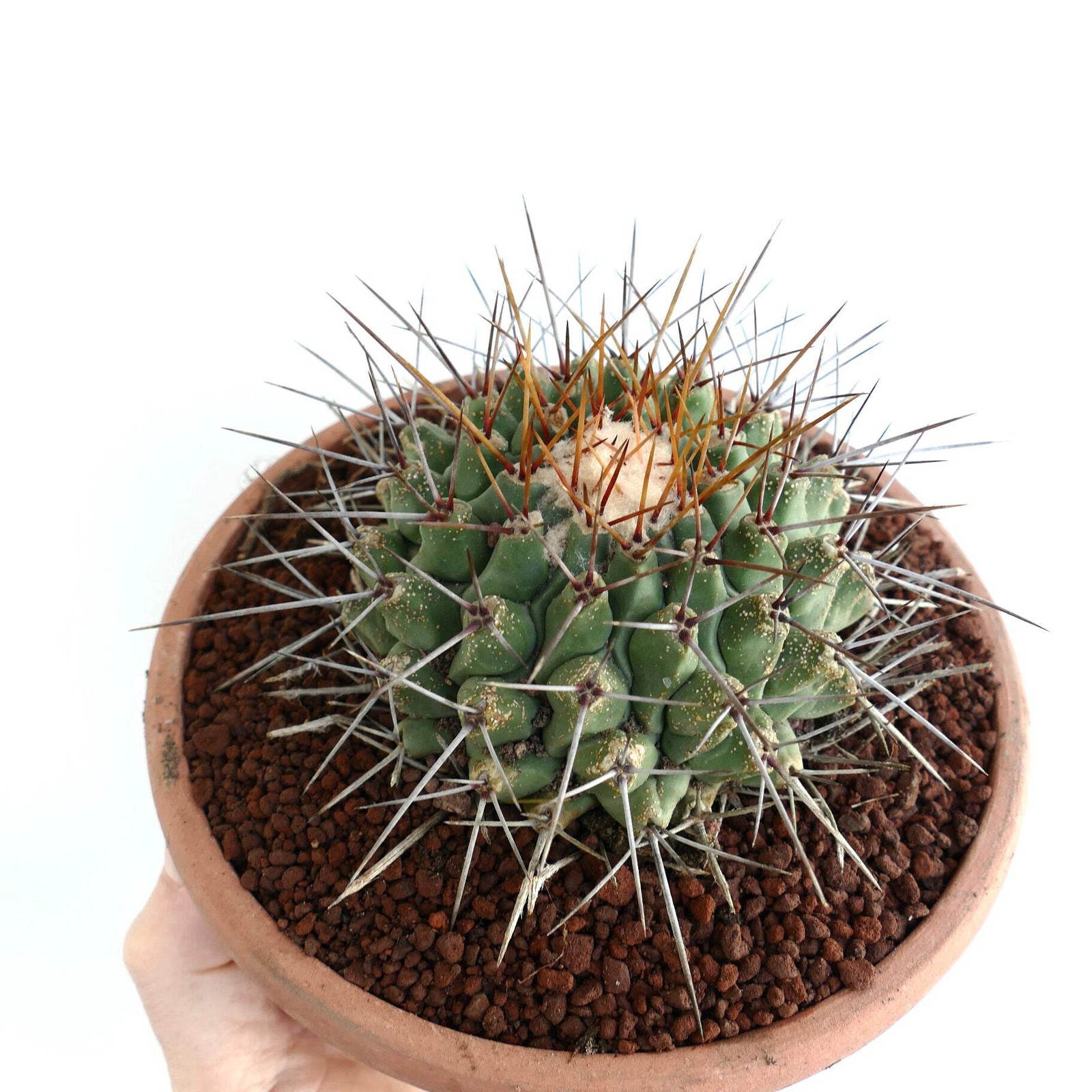 Thelocactus rinconensis SUPER LONG SPINES – Rincon cactus | Globe cactus