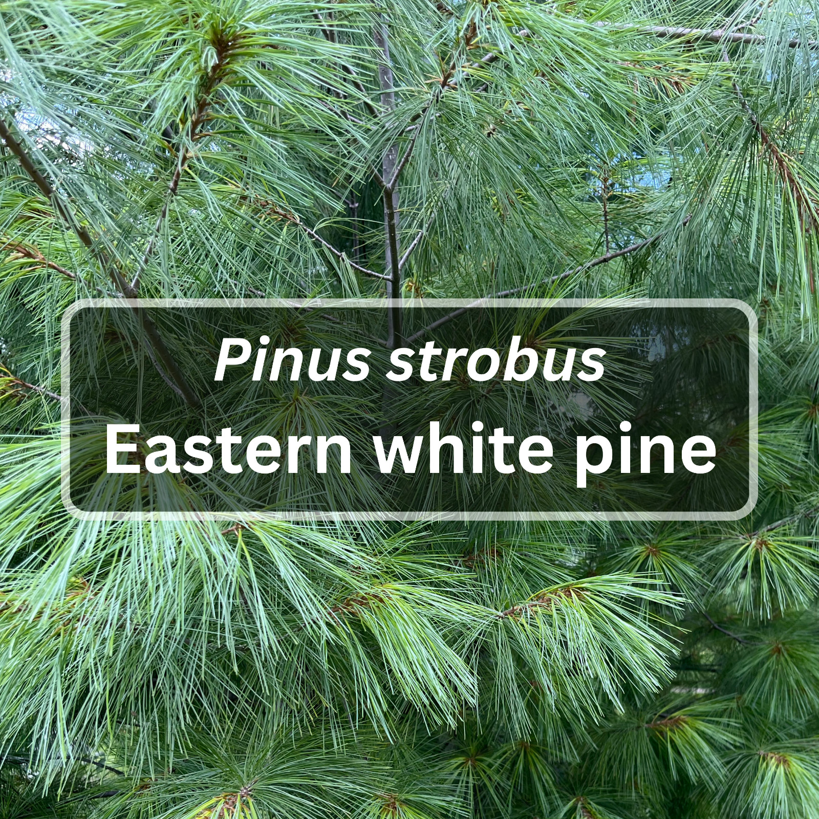 Eastern White Pine Needles, Fresh Pine Cuttings, Pine Needle Tea, Simmer Pot 8oz