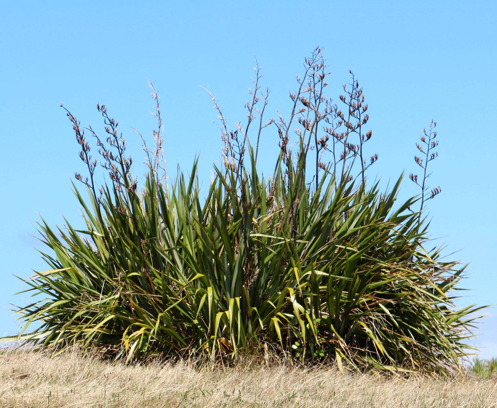 Phormium tenax 90-150cm | New Zealand flax | Flax lily – New Zealand flax | Flax