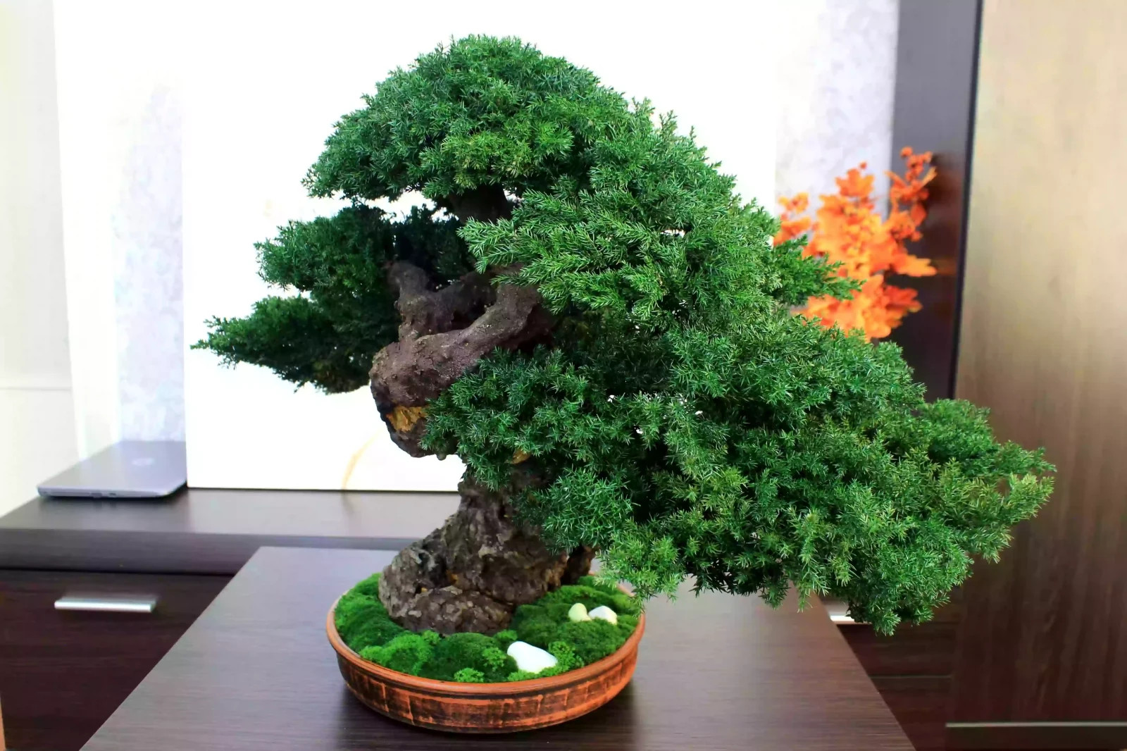Luxury Preserved Bonsai Tree – Handmade Juniper Zen Sculpture. 49 cm / 19.29″