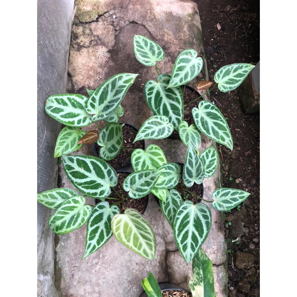 Anthurium Silver Blush Unique Live Tropical Exotic Plant Rare PL147