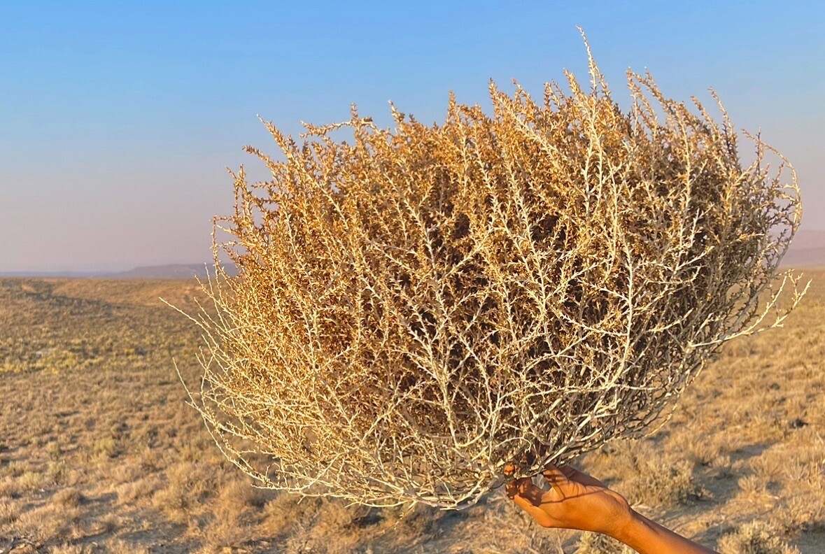 Tumbleweeds ! BEST and FULL LARGE Size! 16”-19” Natural Western Decor Nevada USA