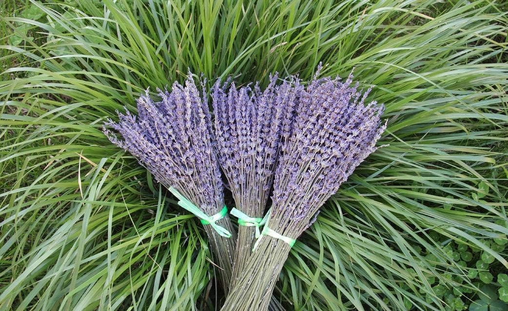 Lavender Dried Ultra Blue Bundles 200+ Stems (16″ – 18″ Long) for Home Decor