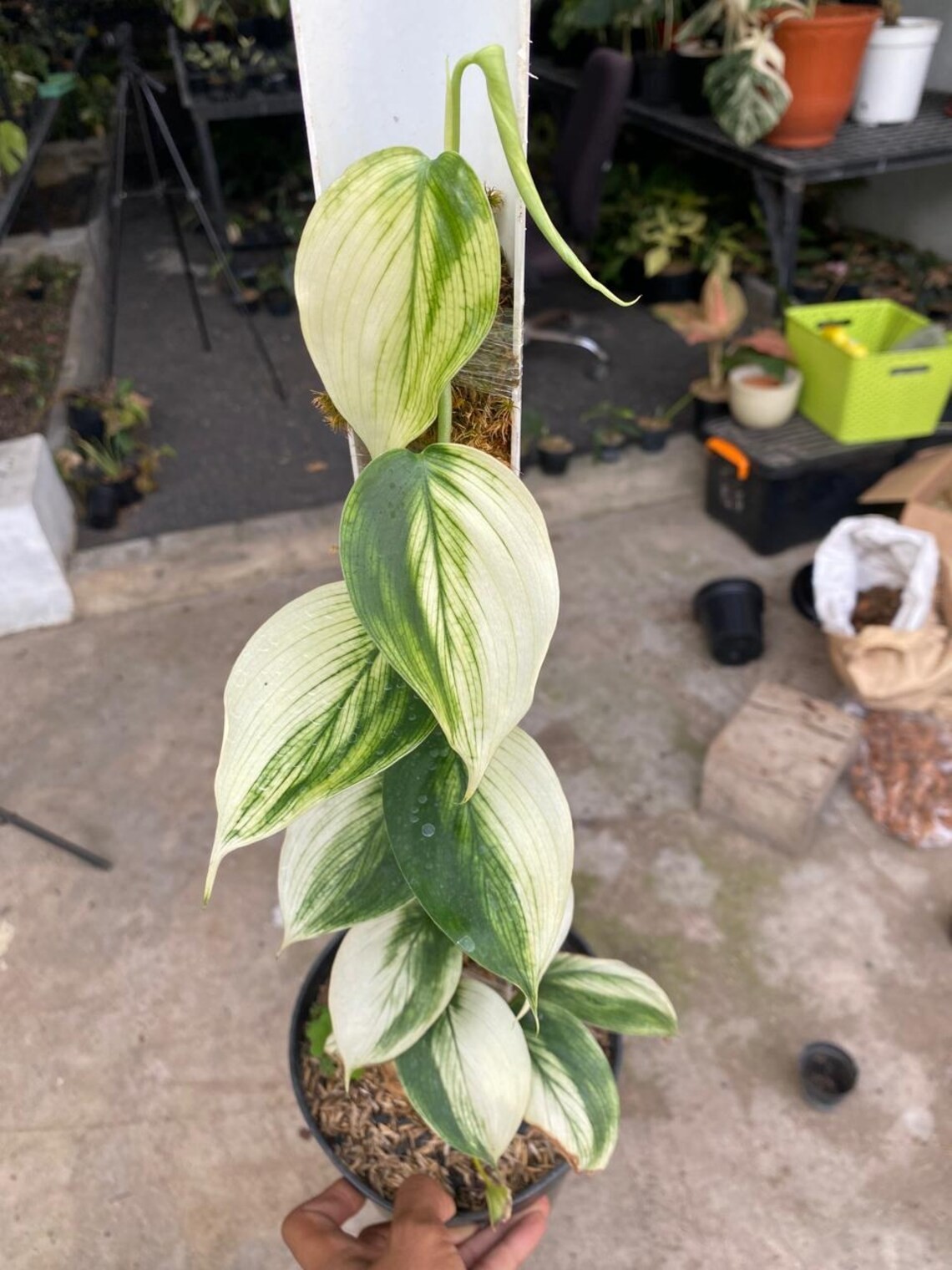 Scindapsus White Monster Real Picture Rare Plant