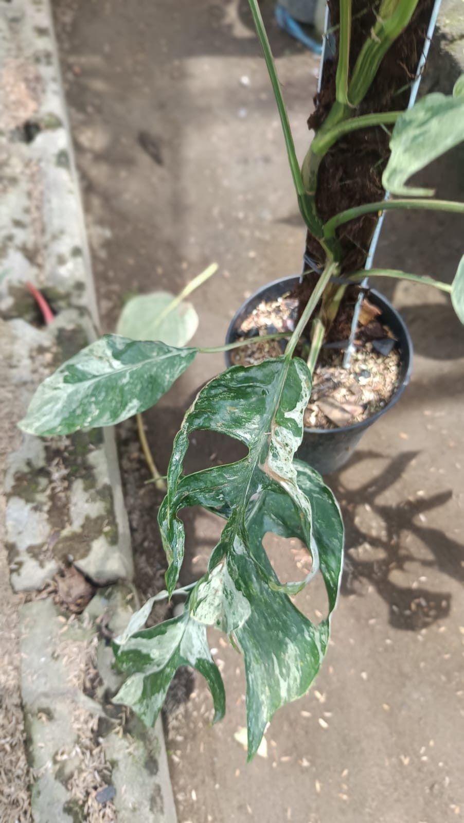 Real Picture Epipremnum Pinnatum White Monster Variegated Big Size