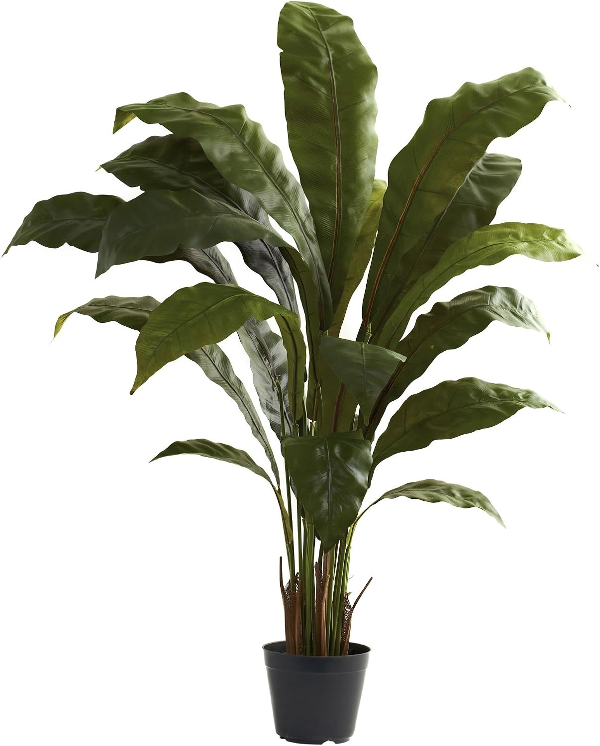 3.5ft. Birds nest Plant