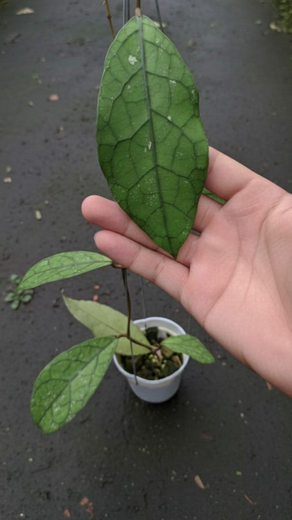 Clemensiorum Tabalong Exotic Foliage Rare Unique